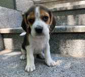 Szczeniak Beagle Tricolor