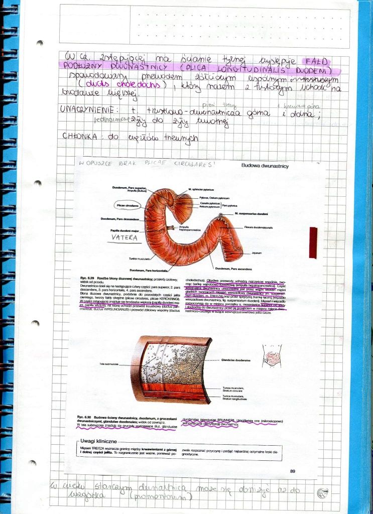 Sprzedam notatki z anatomii na 1 rok lek/lek-dent