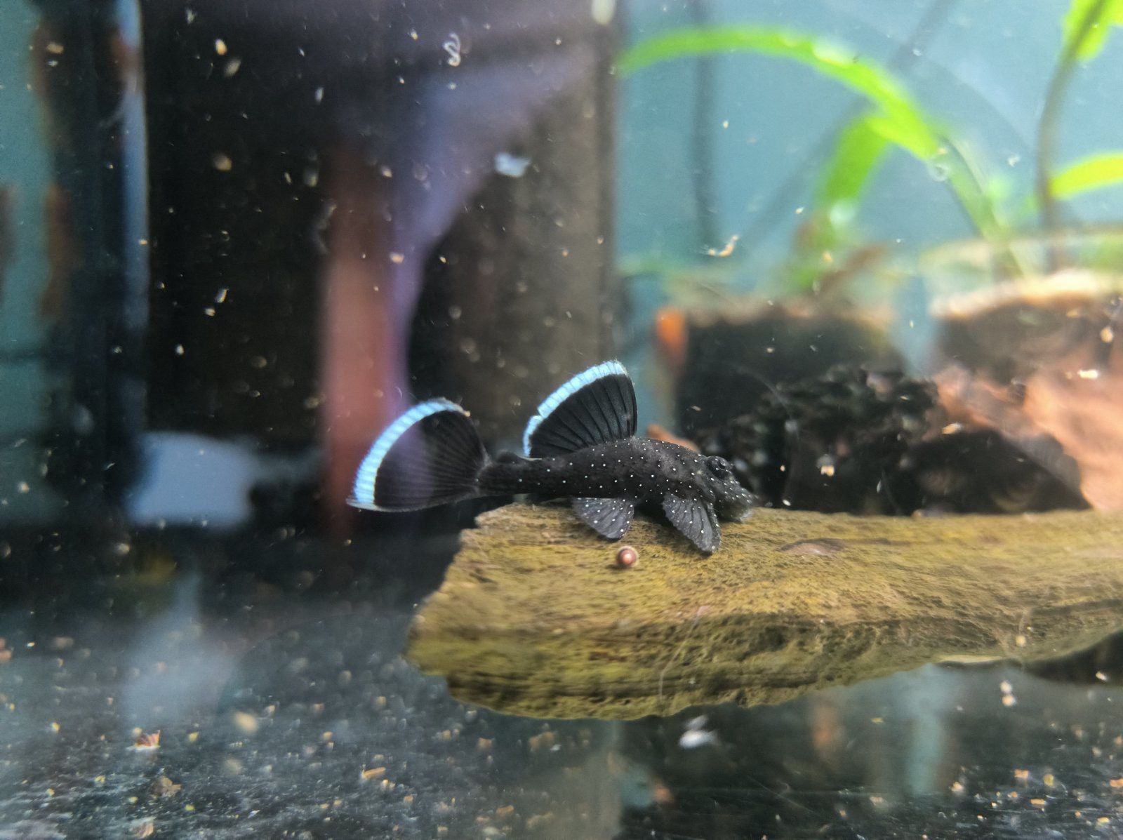 Ancistrus Super Red long fin е mais - Os peixes já estão disponíveis