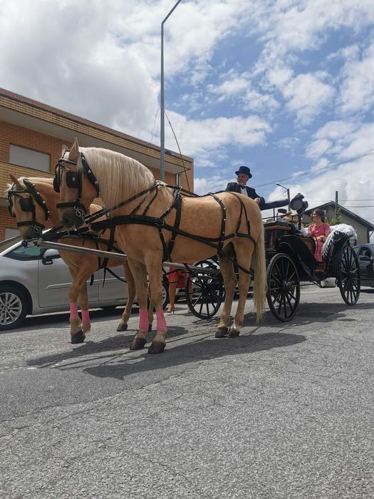 Eventos com charrete de cavalos