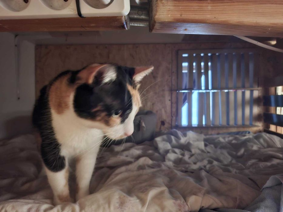 Piękna , mądra tricolorka GLORIA wypatruje domu