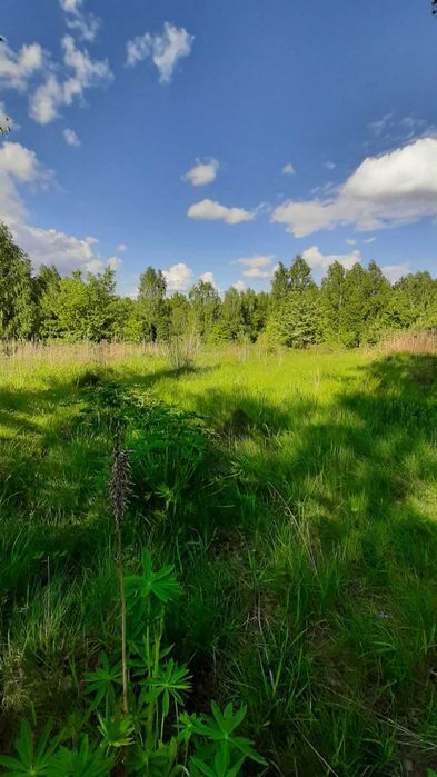 ТЕРМІНОВО дві суміжні ділянки с.Майдан по 10cот.сад. неподалік Евелін