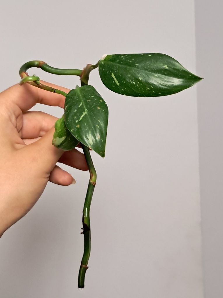 Philodendron white princess ciety