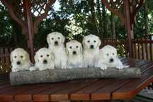 Golden retriever  przepiękne szczenięta z Rodowodem FCI ! Do odbioru!!