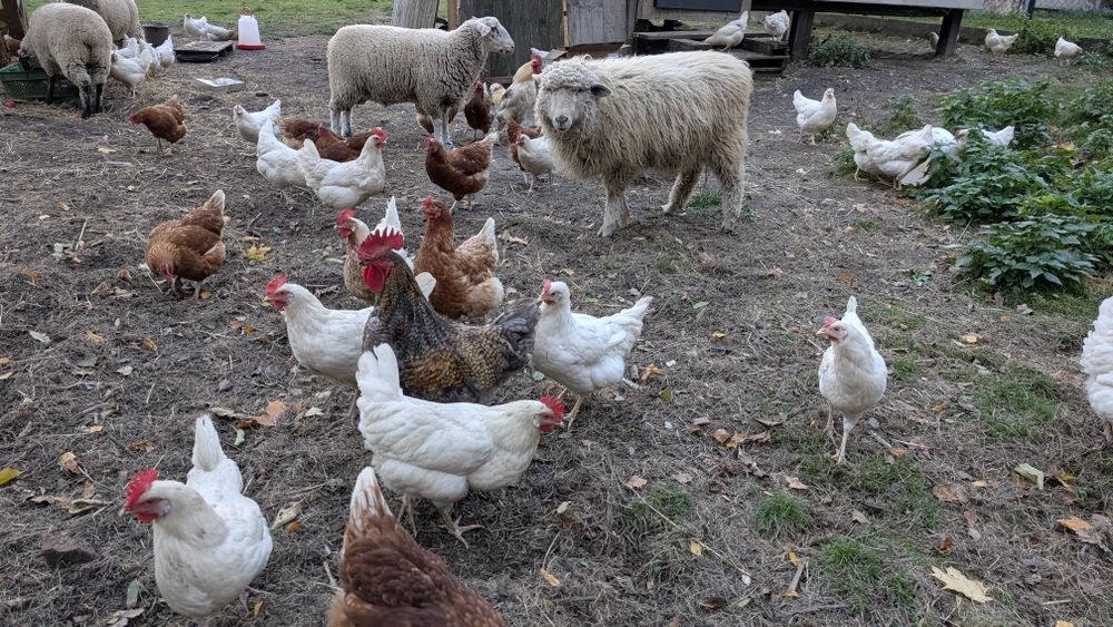 Sprzedam jajka  rozm:S