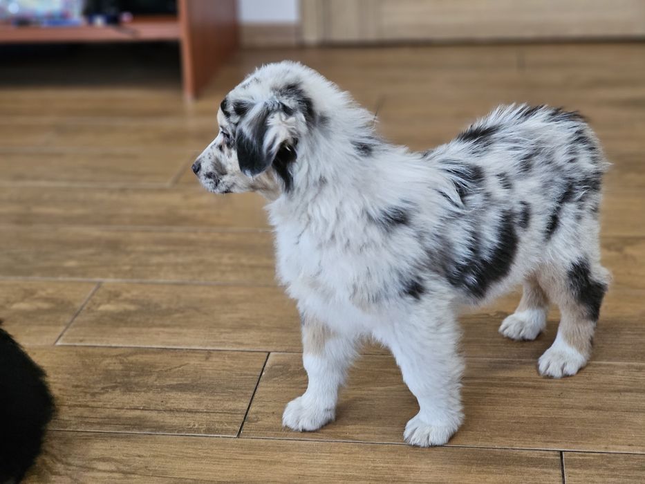 Owczarek australijski Aussie SUCZKA