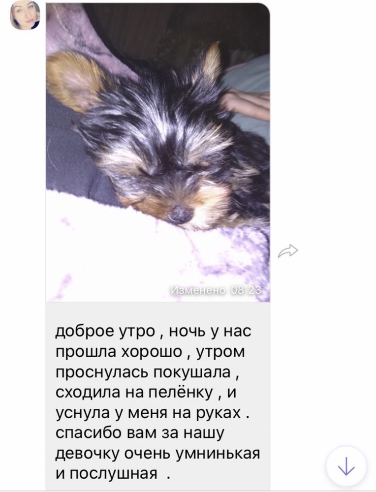 Малыши классического йорка