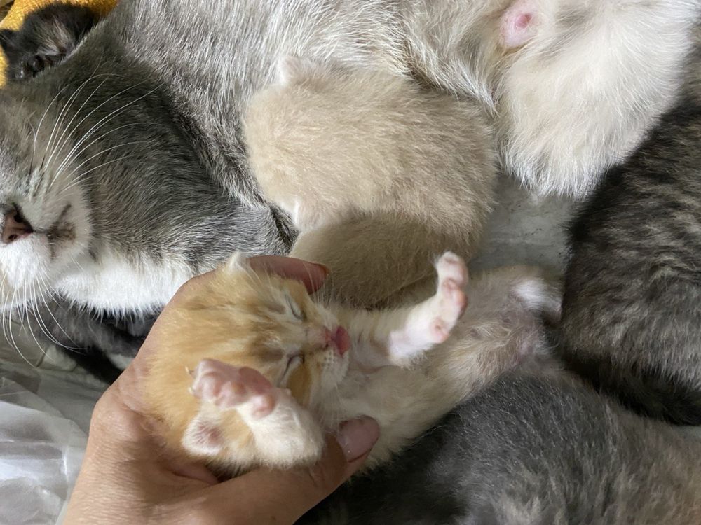 Котята бесплатно, мама британская кошка
