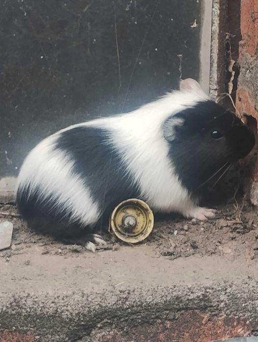 Świnki morskie do sprzedania