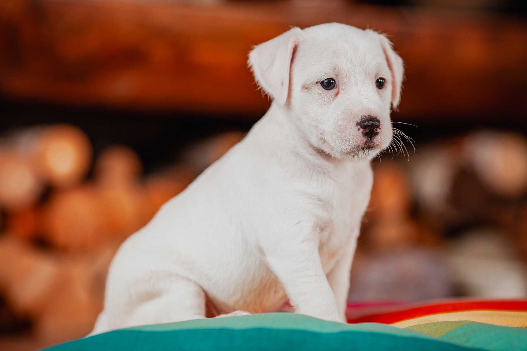 Parson Russell Terrier - szczeniak gotowy do odbioru