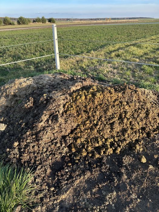 Obornik koński czysty przyczepka