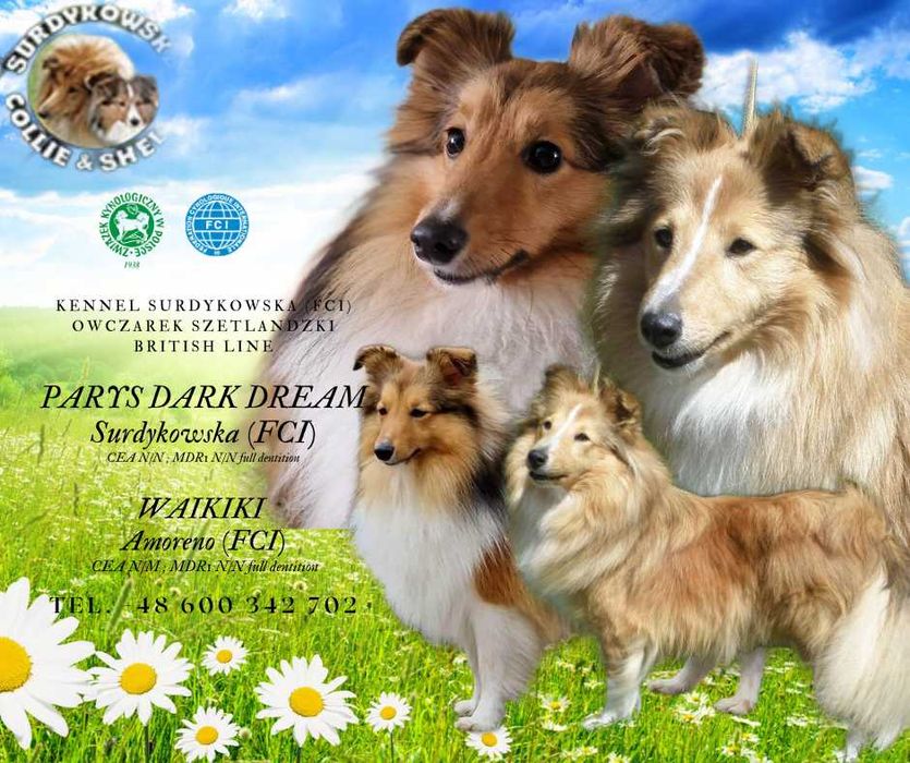 Owczarek Szetlandzki Sheltie szczenię piesek z rodowodem ZKwP / FCI