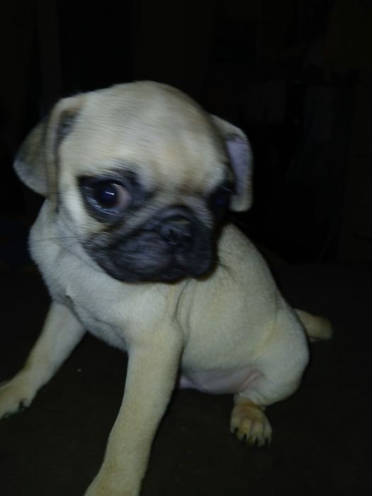 Чарівні  мопсики ТЕРМІНОВО