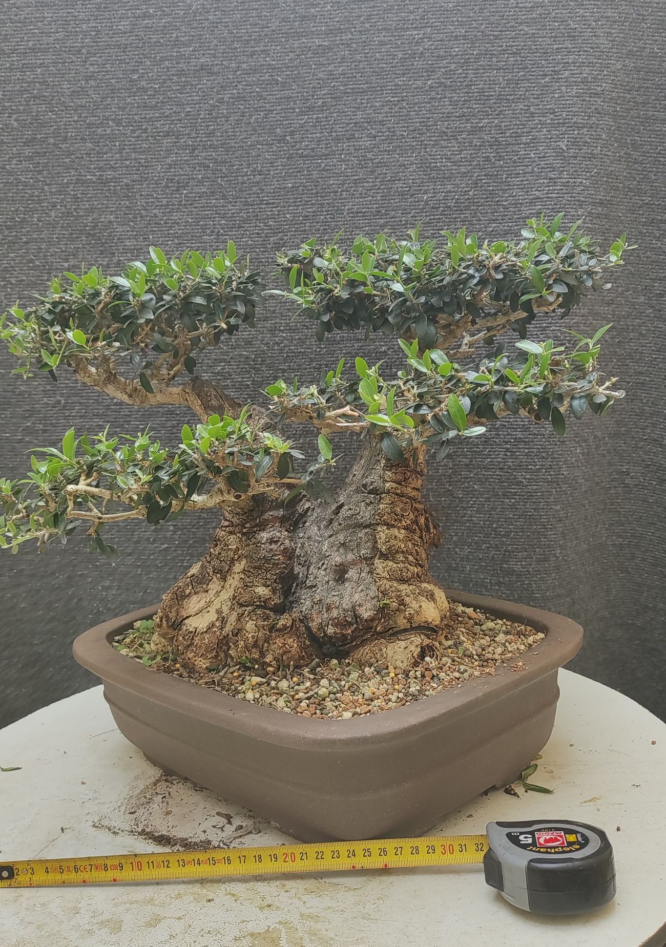 bonsai olea sylvestris