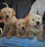Golden Retriever suczka