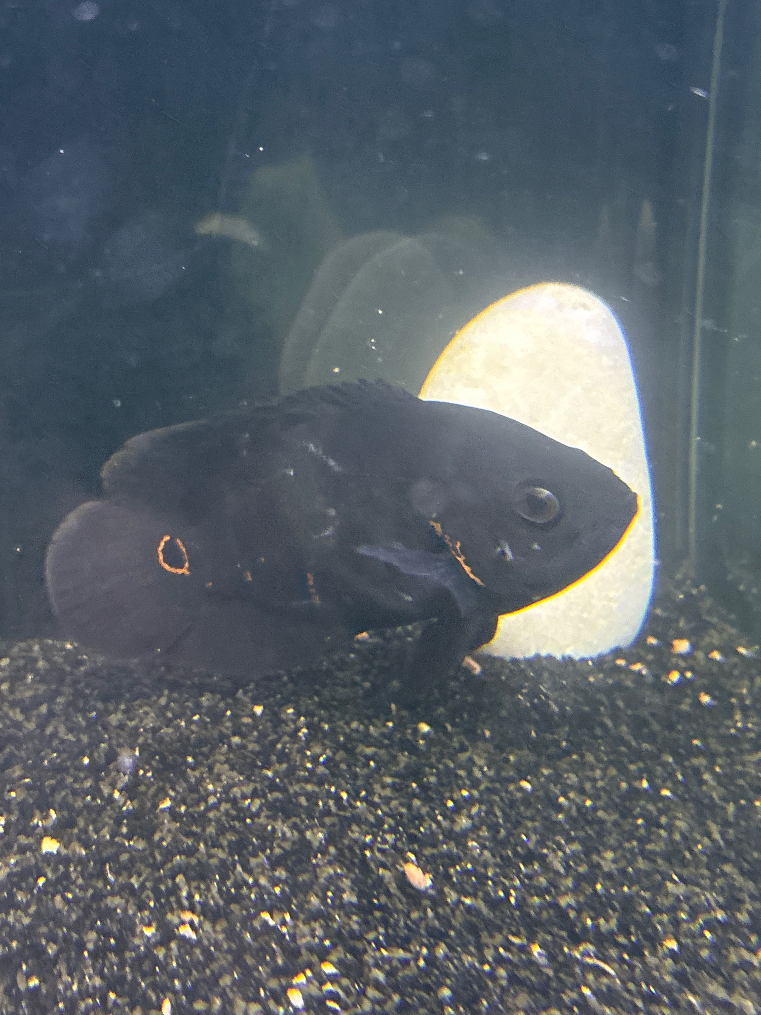 Peixe Oscar Black 15cm