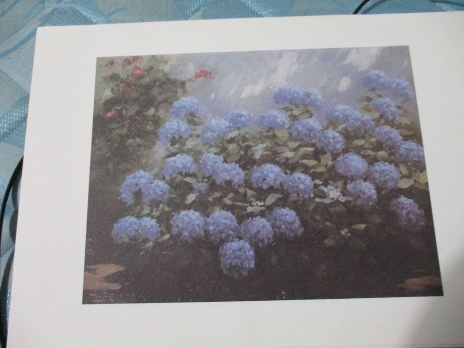 reproduçao hortencias dos açores 20cm