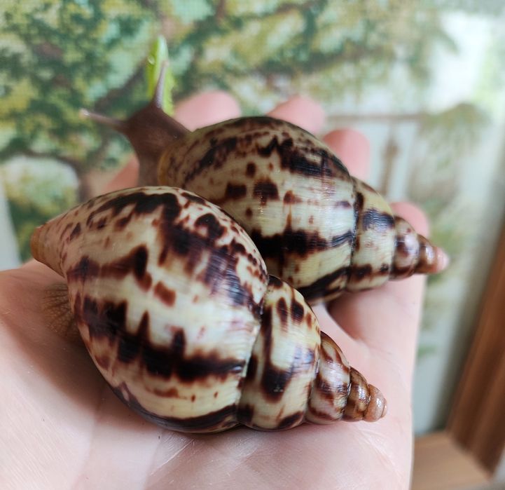 Альборетікулята (альборетіки). Равлики, малюки.