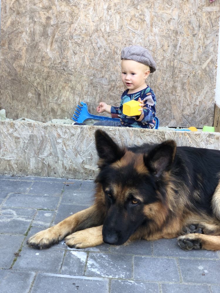 Вʼязка німецької вівчарки
