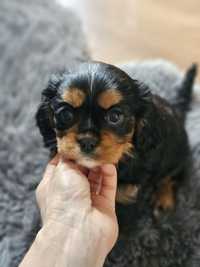 Cavalier King charles spaniel suczka