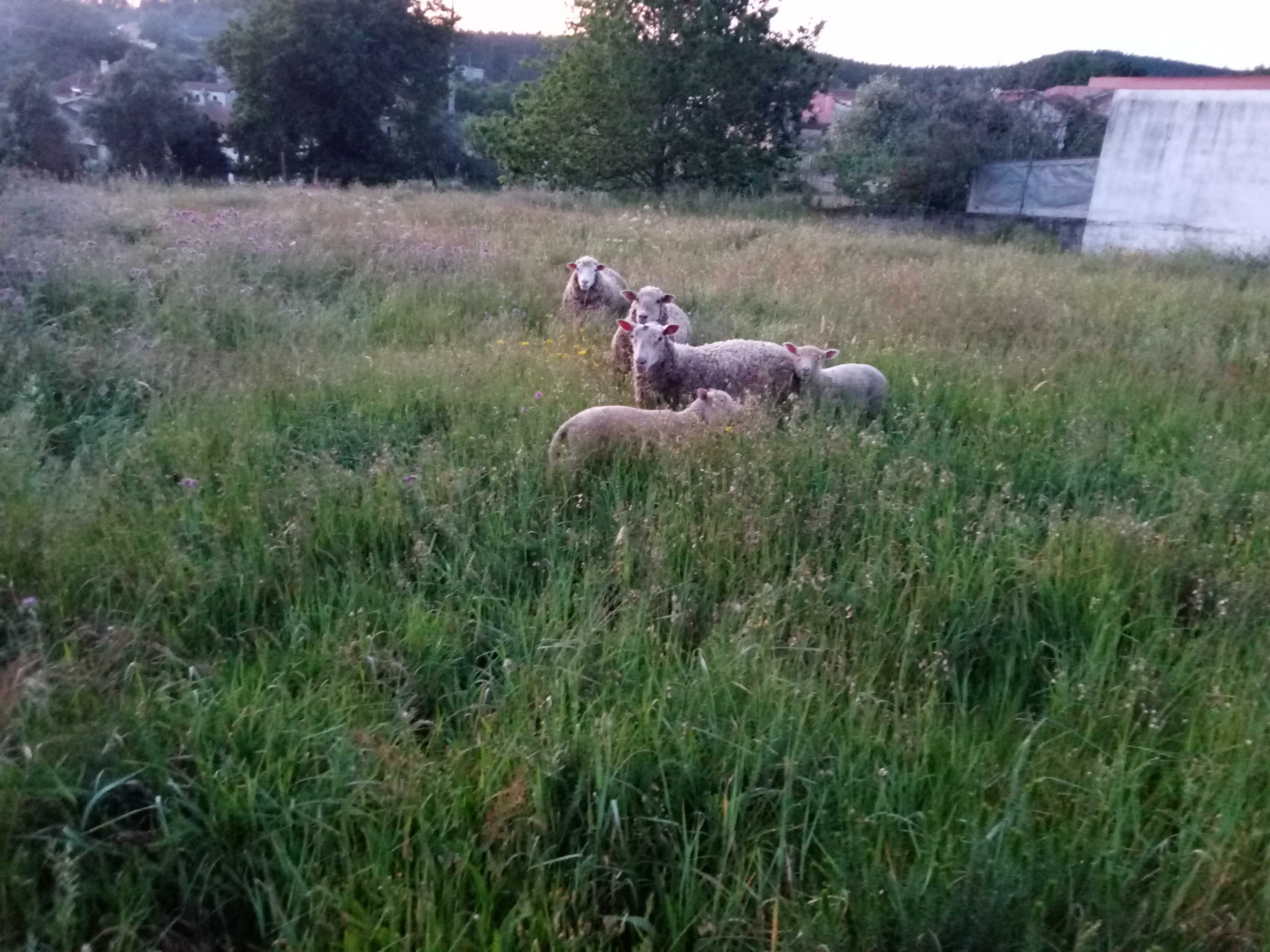 Vendo ovelha mais filhos