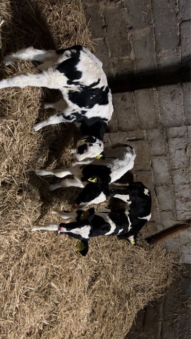 Cielaki byczki 3 tygodniowe 6 sztuk