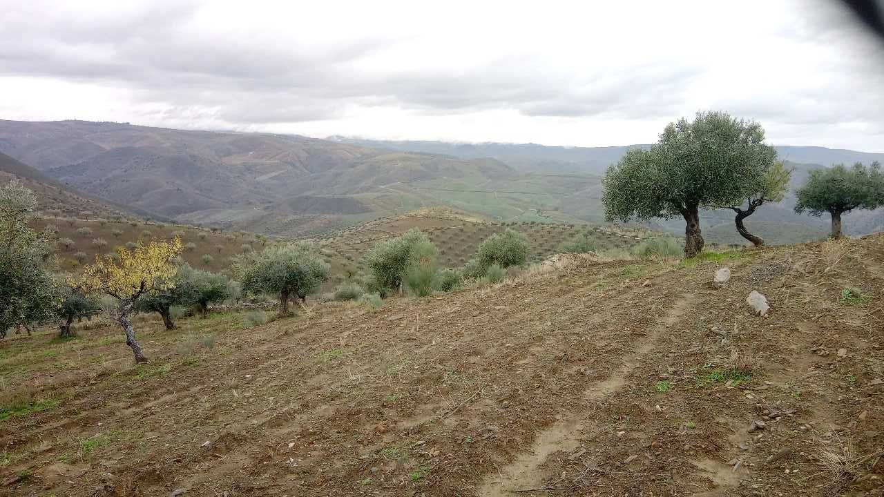 Terreno 15000m2 (1,5h)