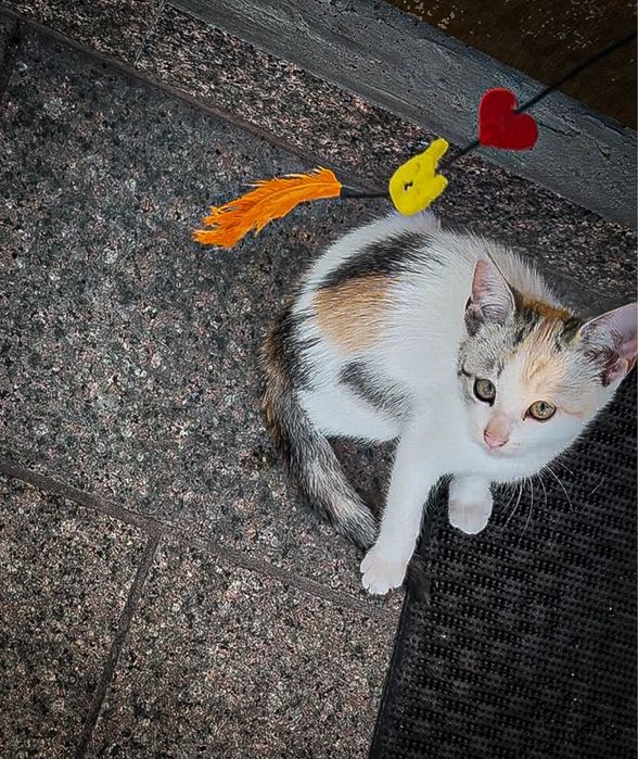 Котення віддам в хороші руки