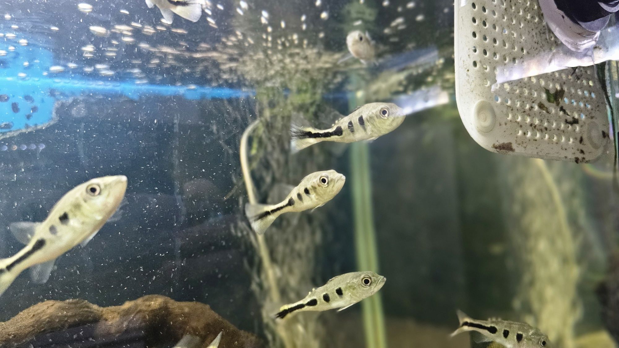 Ciclha monoculos 7/8cm