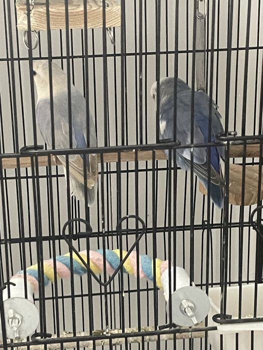 Agapornis azuis domesticados para acabar de criar à mão