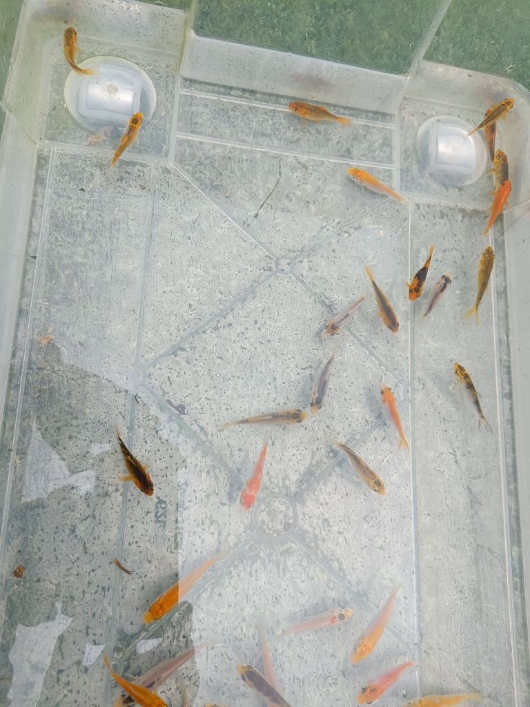 Carpas koi para lagos e aquários