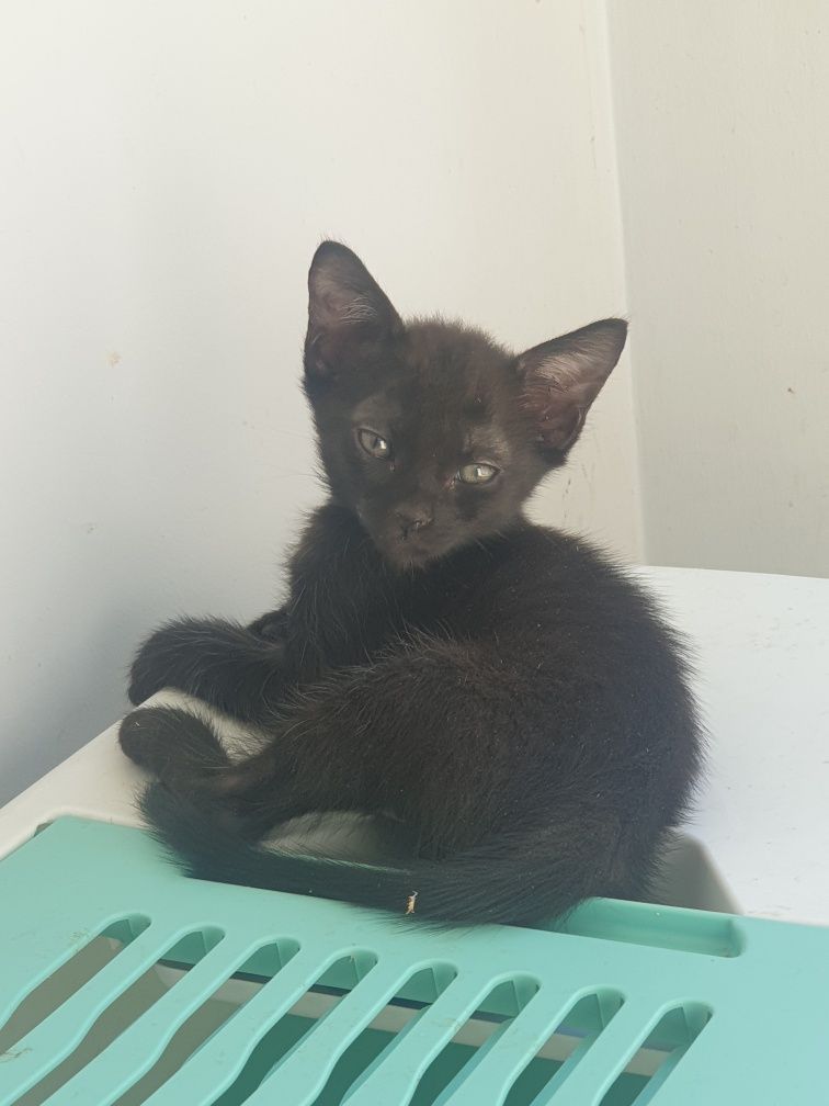 Gatinho bebé para adoção