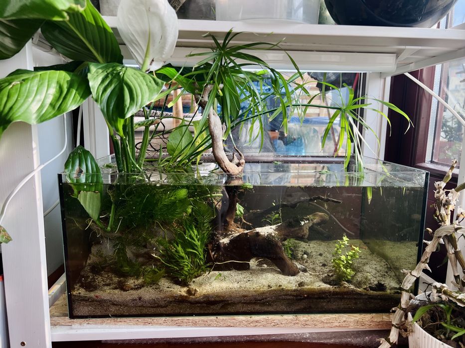 Akwarium paludarium 50l krewetkarium blue jelli plus gupiki