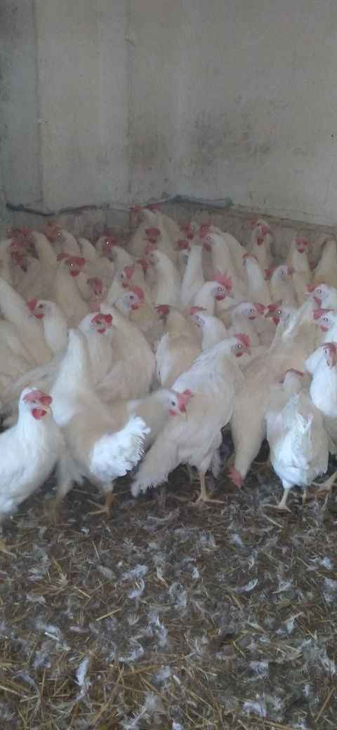 Nioski Leghorn z Jajkiem 24 tygodnie!! Wysylka