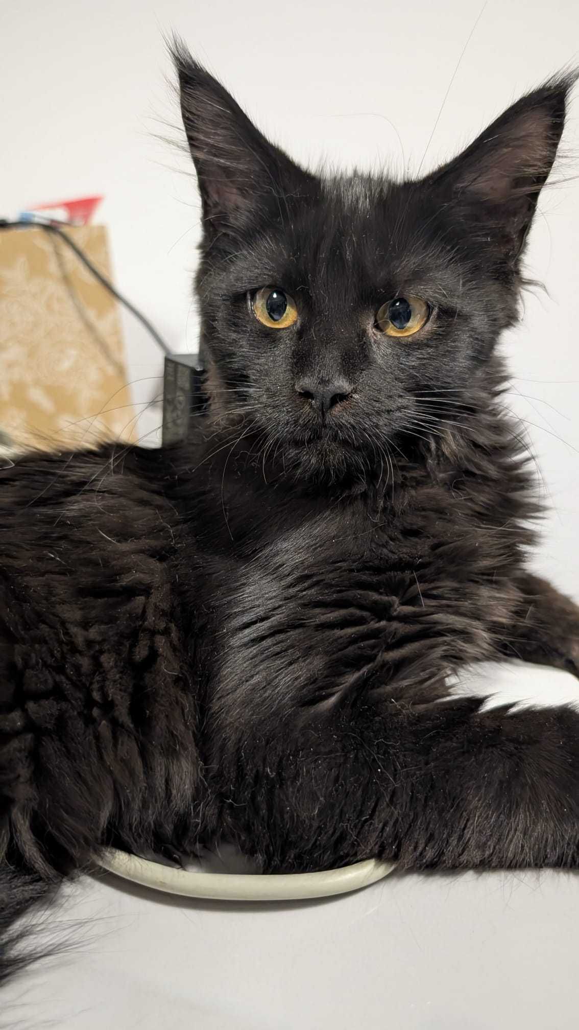 Maine coon - kotka