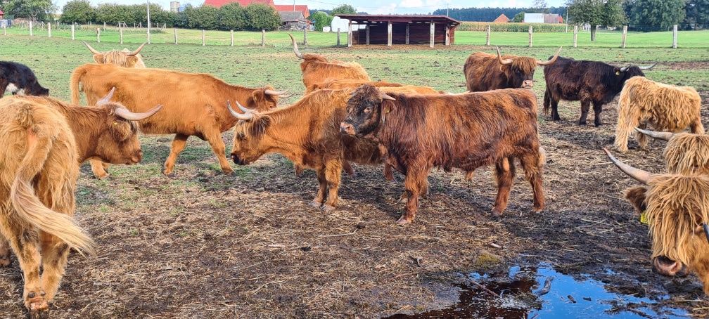 Highland bydło szkockie
