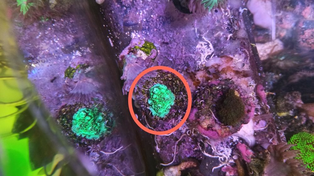 Green hydnopora koral, korlowiec akwarium morskie