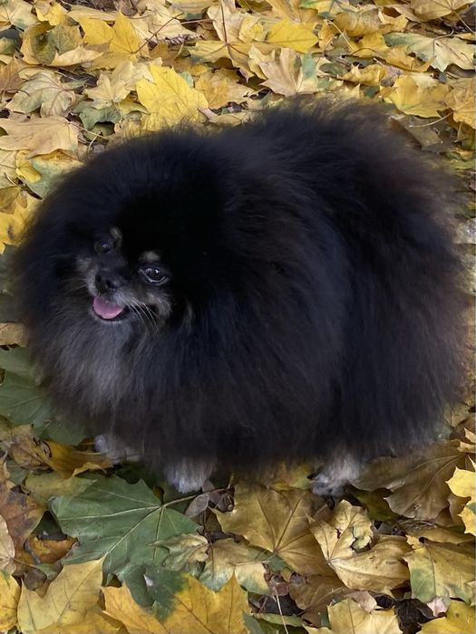 Вязка померанский шпиц