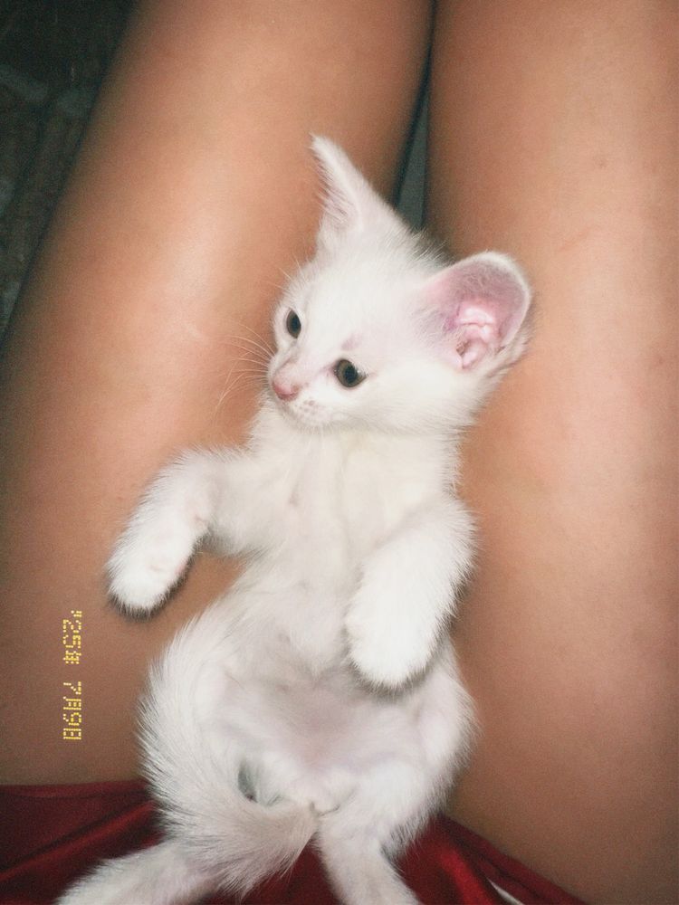 Котенок турецкой ангоры