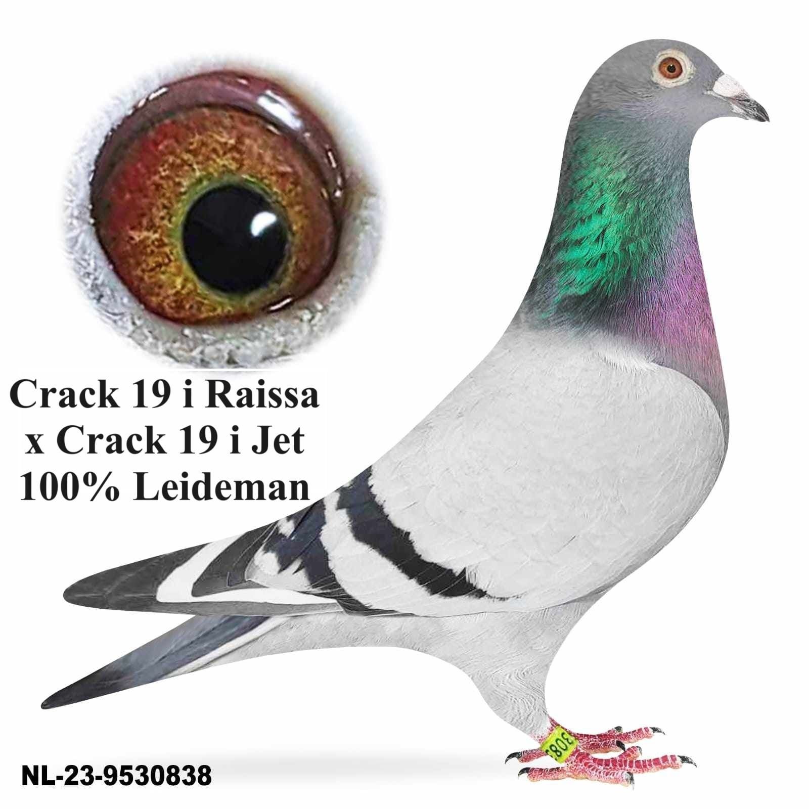 Gołębie pocztowe Młody linia Goed Grijs 7x1, Crack 19 A i B Leidemann