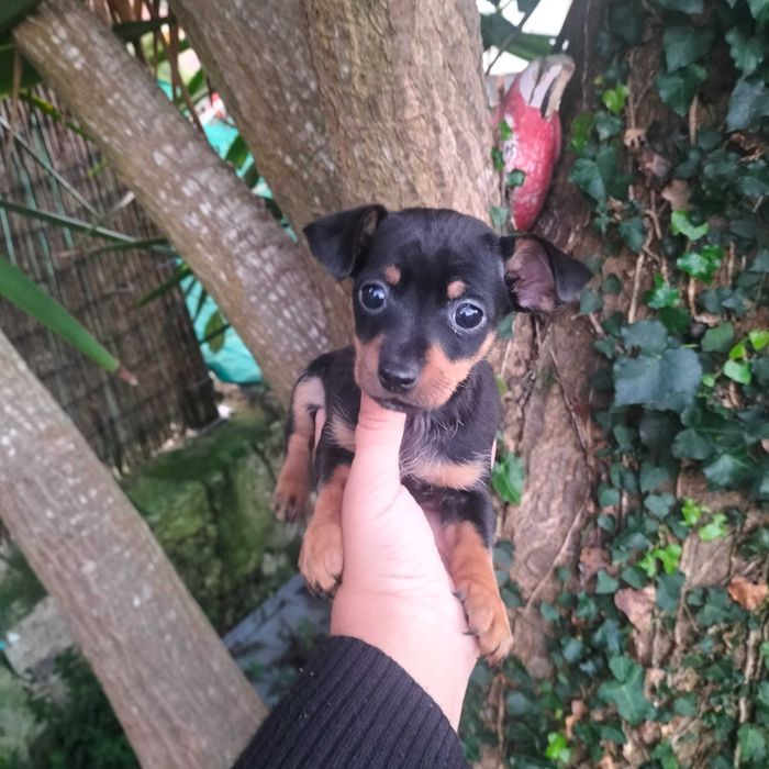 Pisncher fêmea belíssima