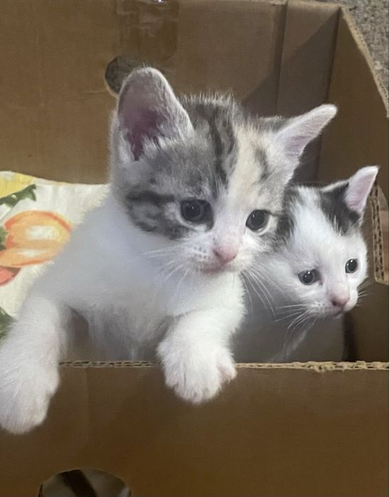 Віддаємо кошенят в добрі руки