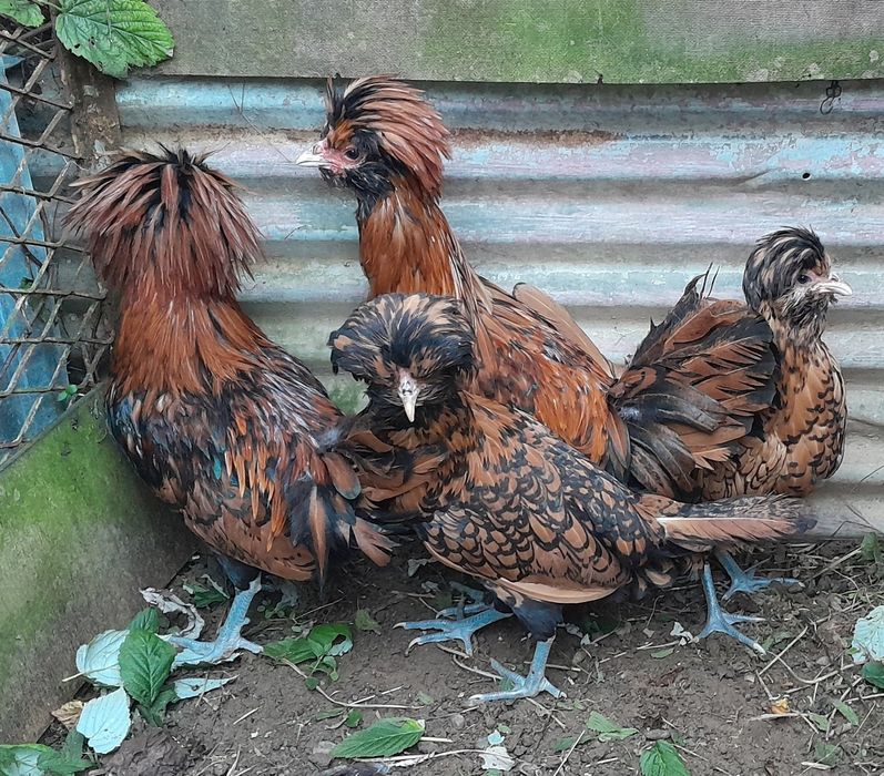 Czubatki Padewskie