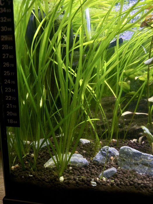 Nurzaniec sadzonki 30-40cm