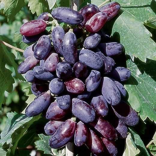 Vides DEDO de BRUXA TINTA comprida