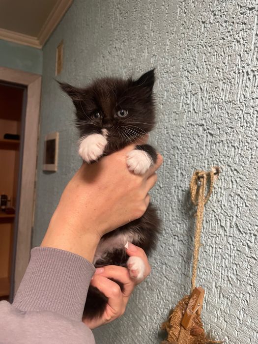 Кошенята мейн кун,дівчатка