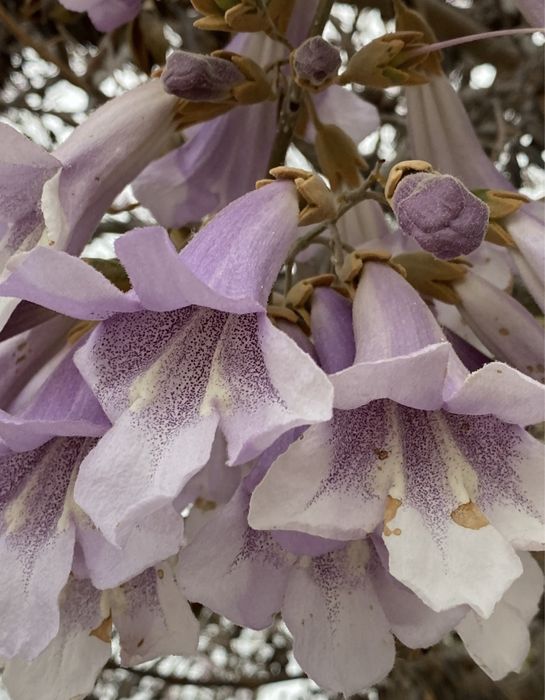 Павловнія морозостійка дворічна