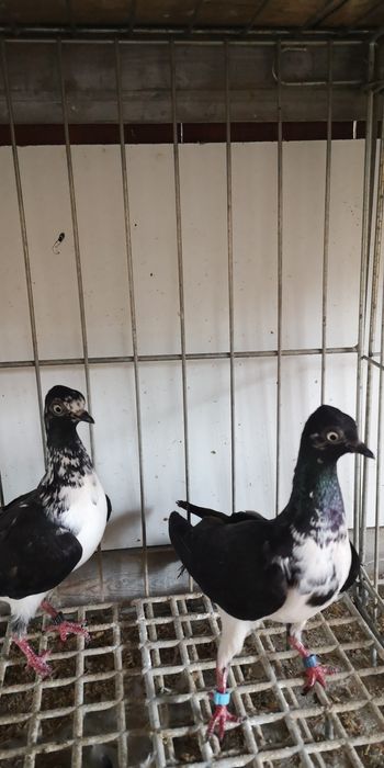 Gołębie wiedeńskie lotne