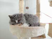 kotka Ginewra selkirk rex
