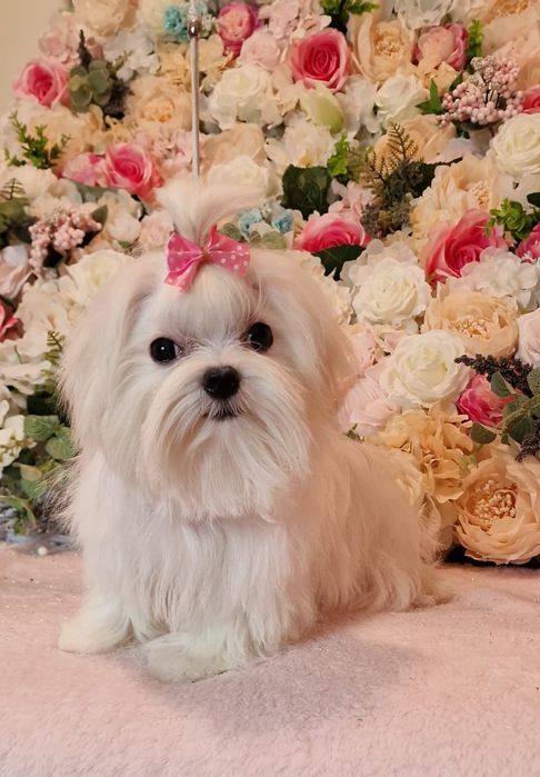 Maltańczyk śliczna mini suczka